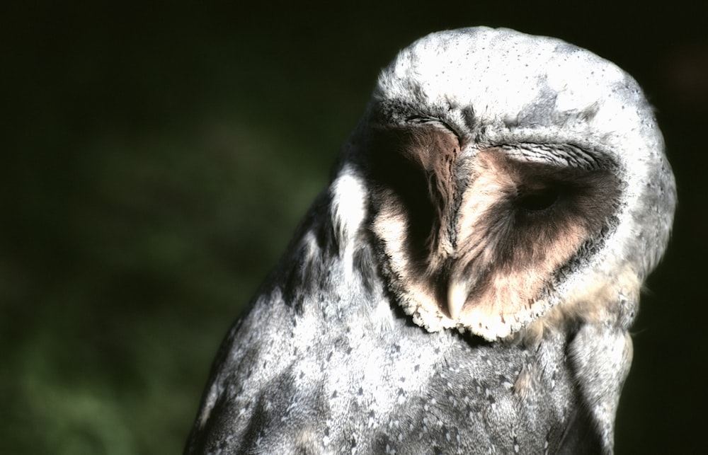 white and gray owl