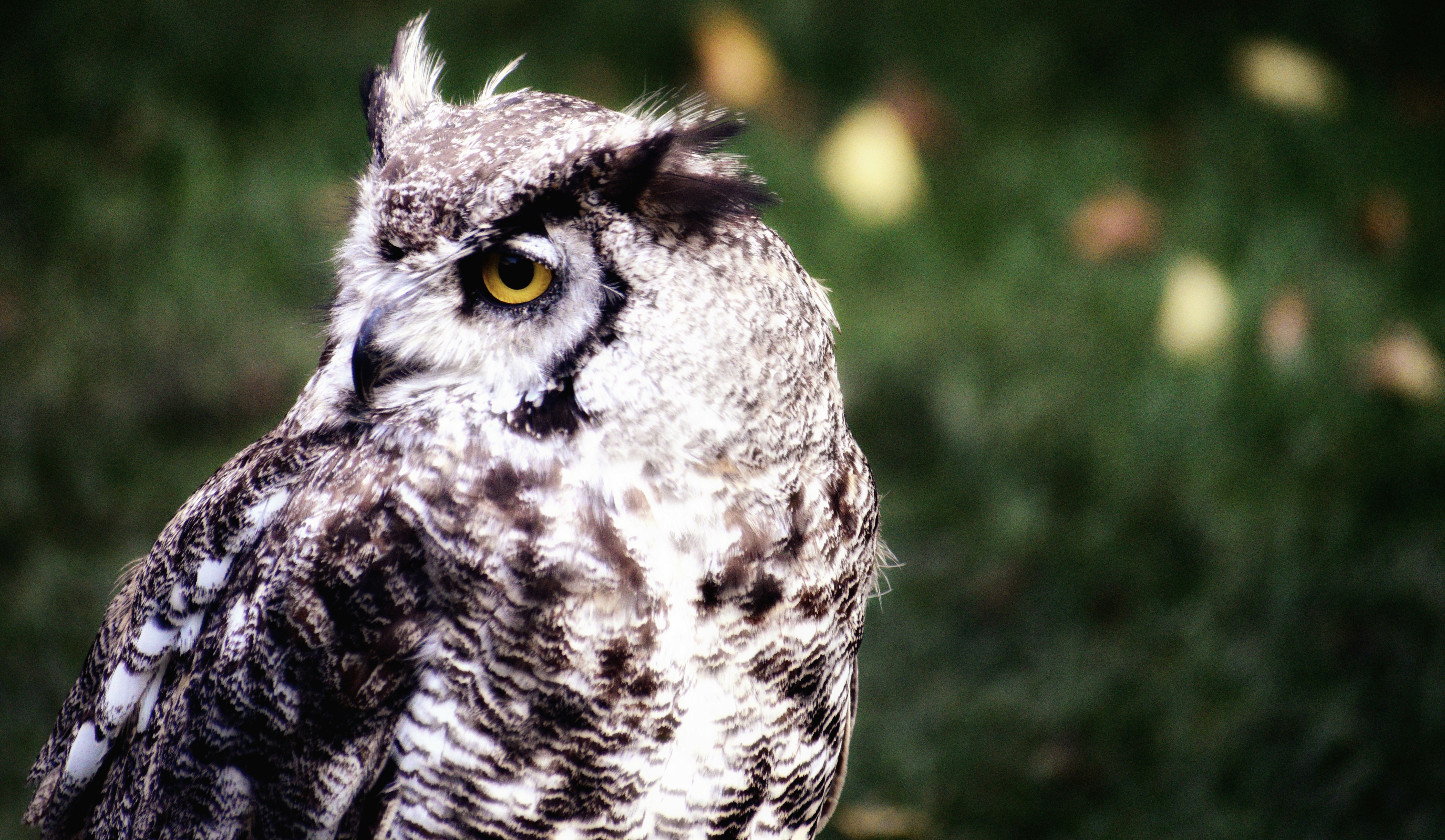 Photo by ajitonunsplash