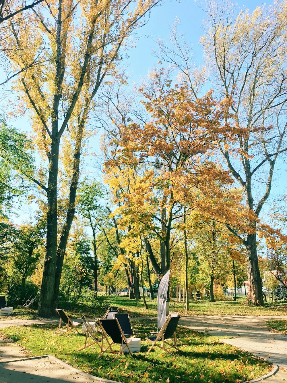 orange and green trees during daytime