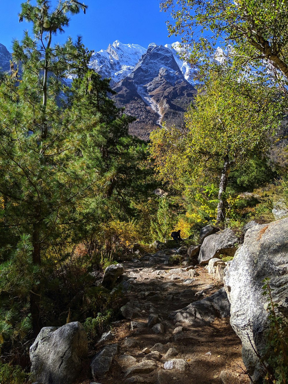 green leaves near mountain during daytime