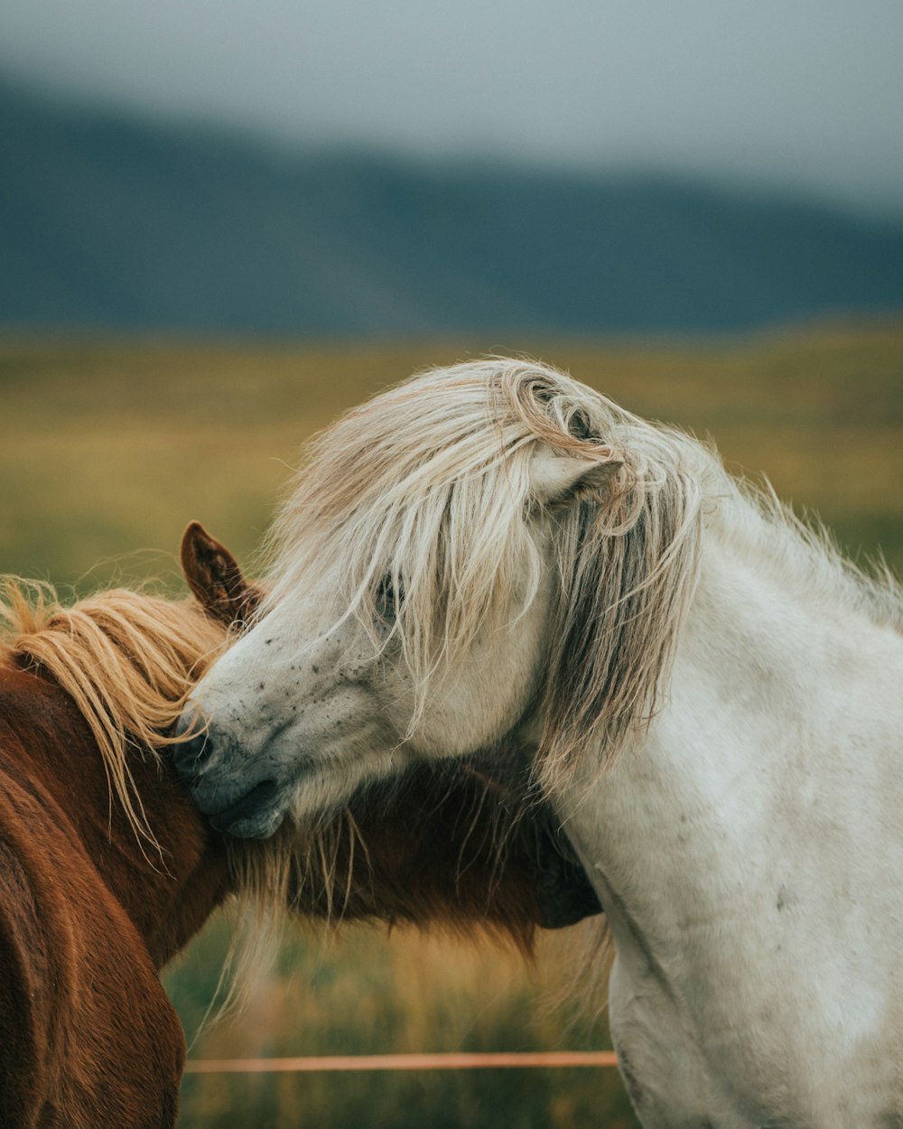 white and brown horse during daytime