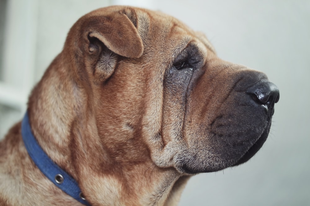 adult brown Ori-Pei dog