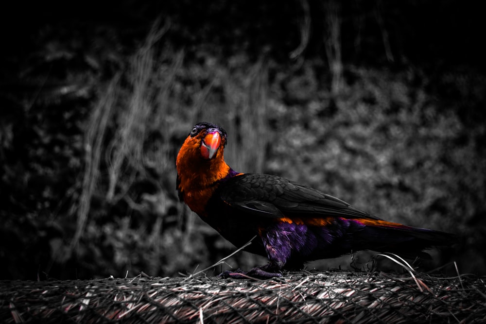 oiseau noir et rouge