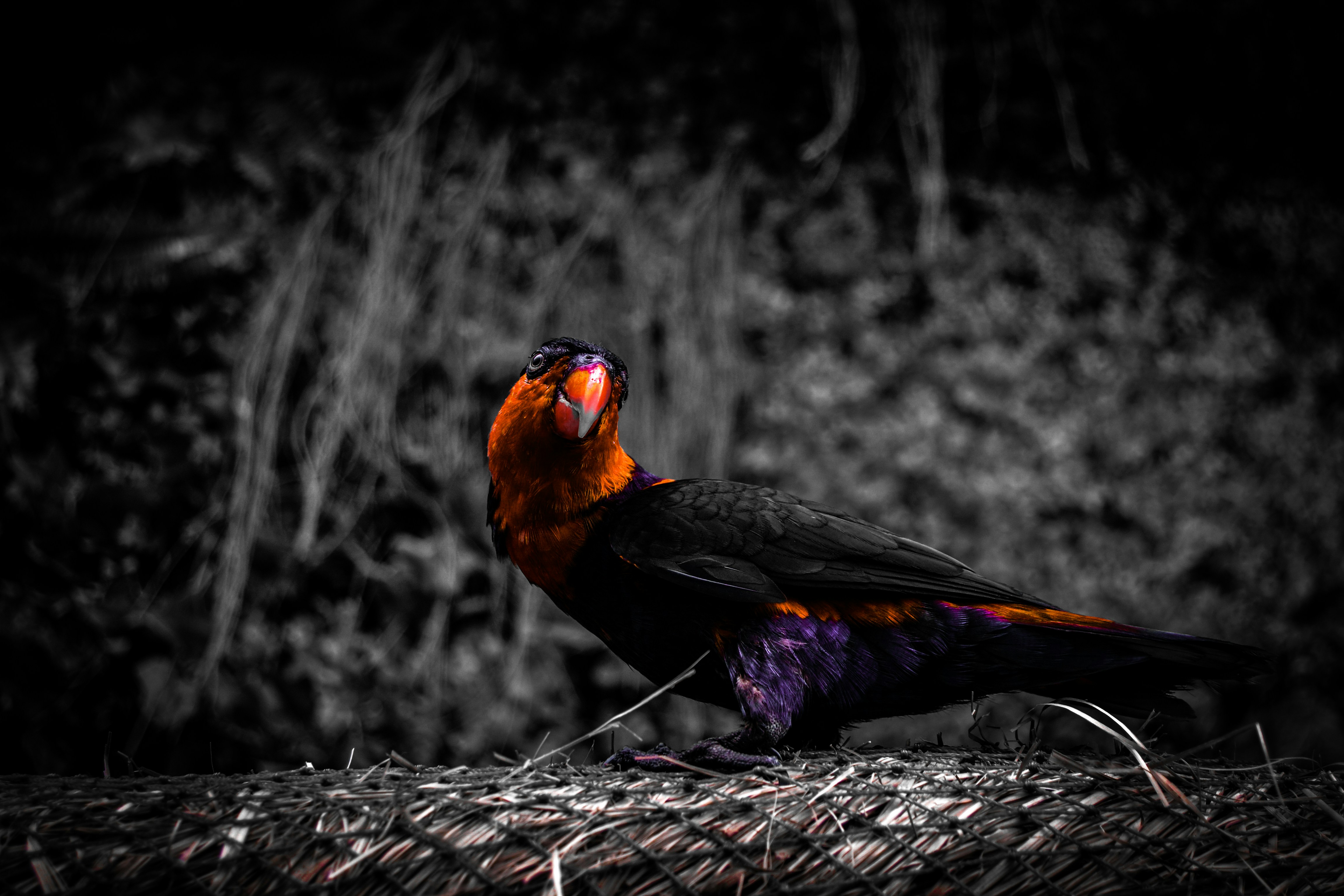 black and red bird
