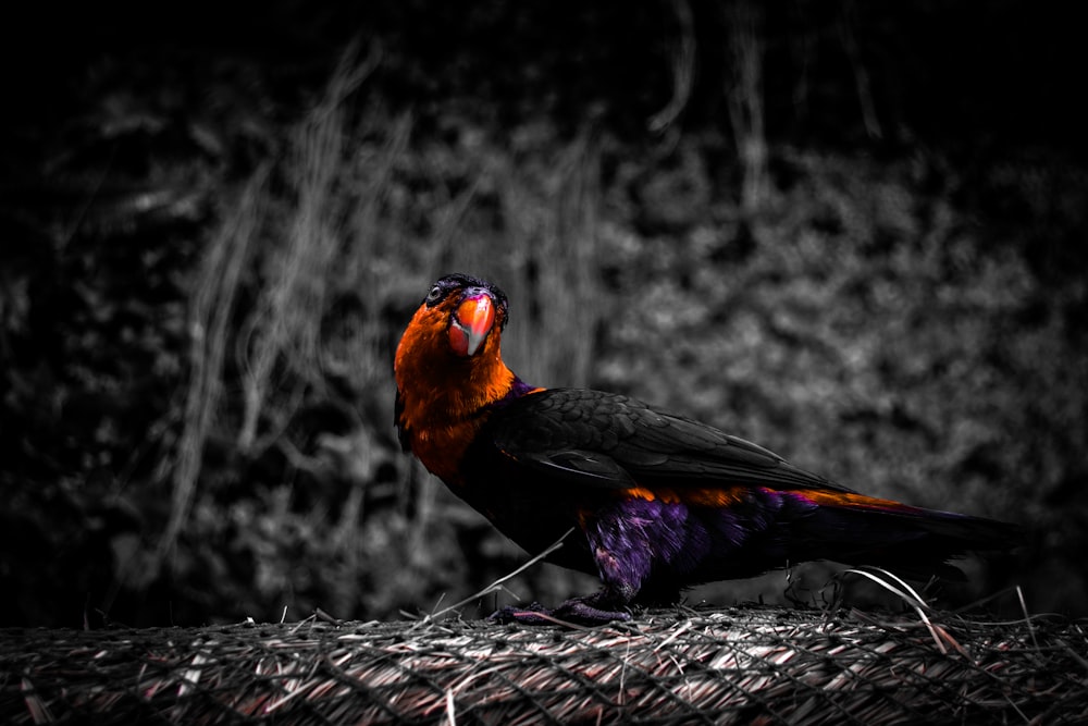 black and red bird
