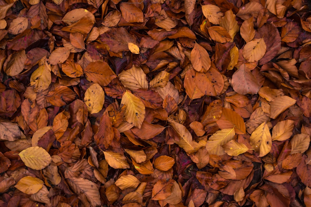 brown leaves during daytime