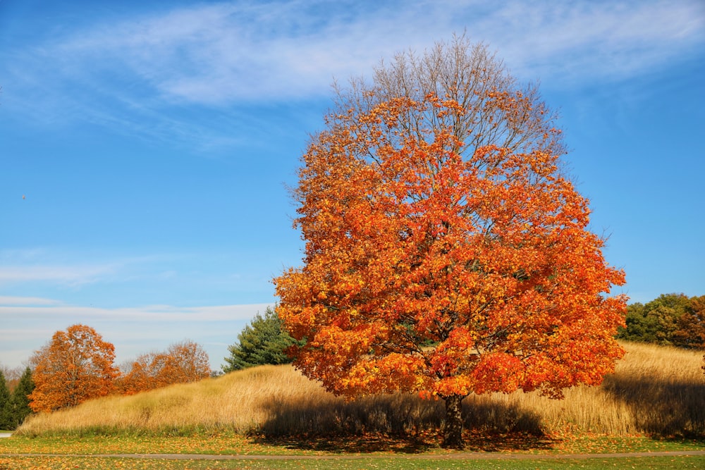 brown leaf tree under clear blue sky during daytime