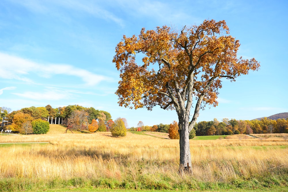 brown grass field