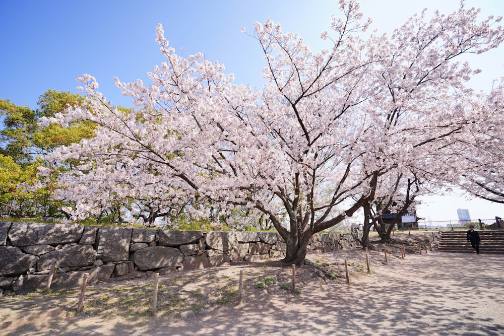 Cherry Blossom Tree