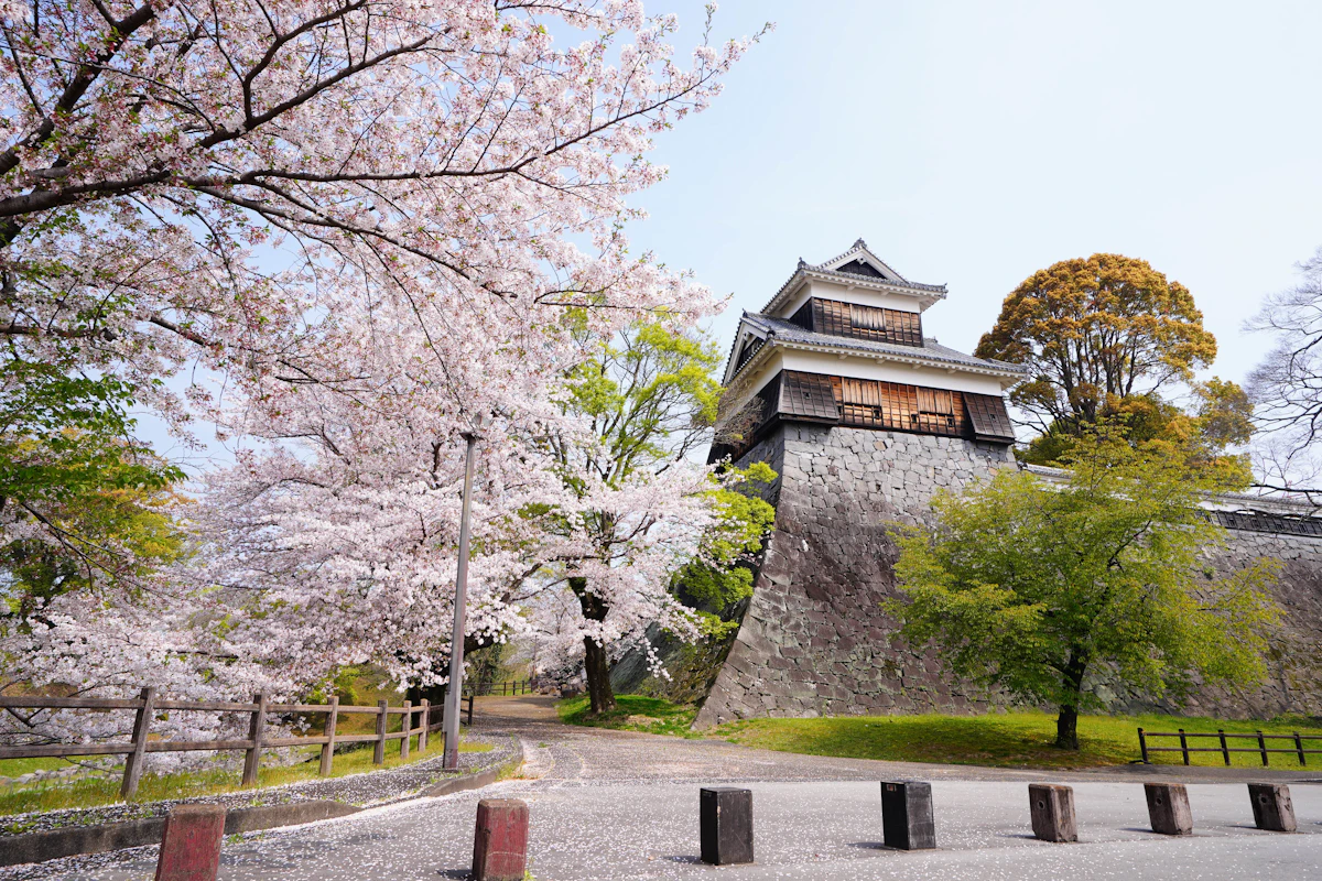 熊本城（さくら）