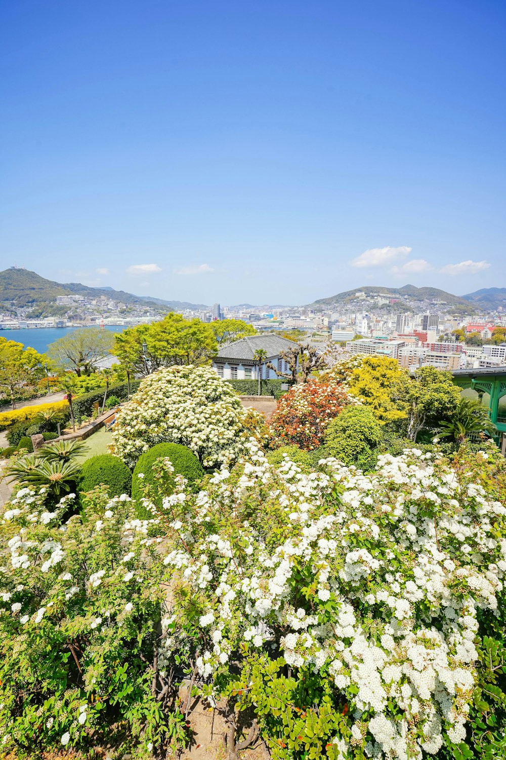 flores brancas de pétalas perto do edifício cinza durante o dia