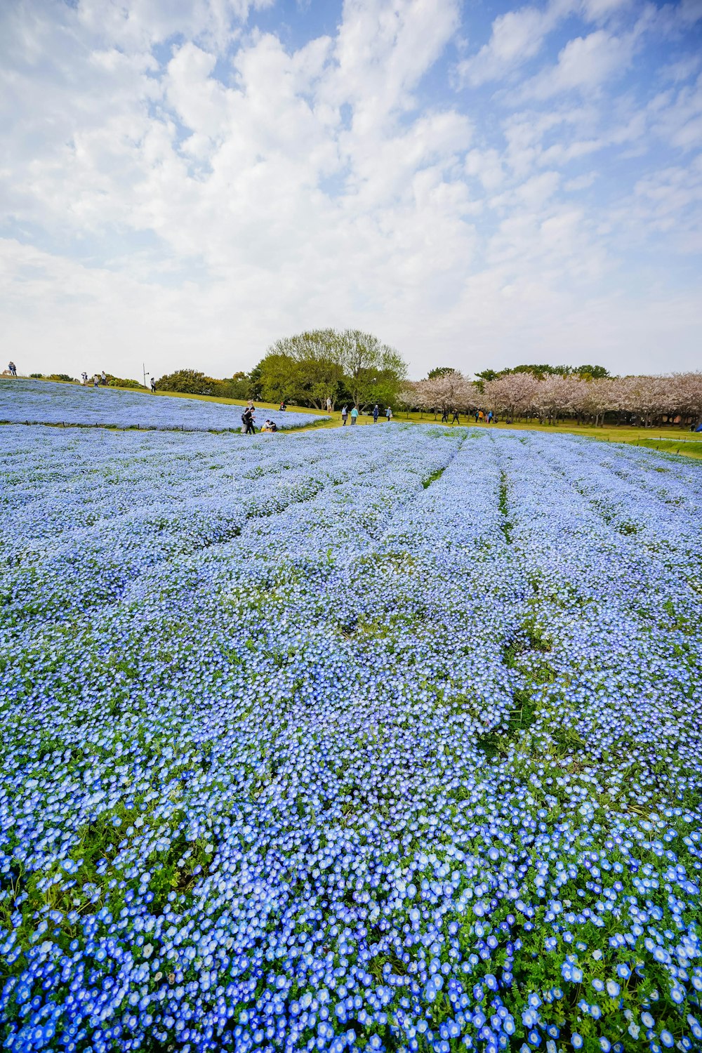 昼間の曇り空の下の青い花びらの花畑