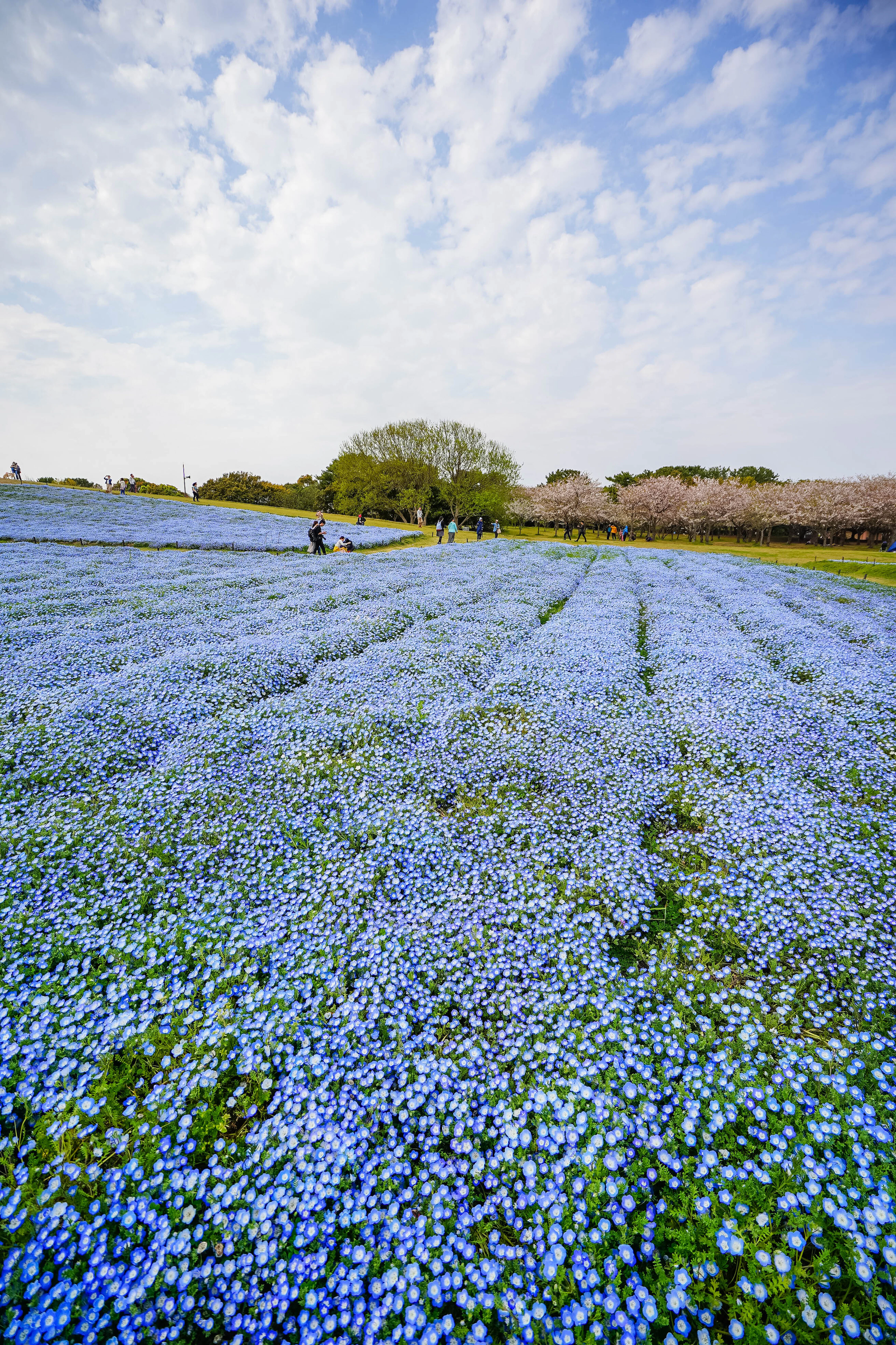 A rolling field carpeted with tiny blue nemophila flowers stretches toward cherry trees under a partly cloudy sky.