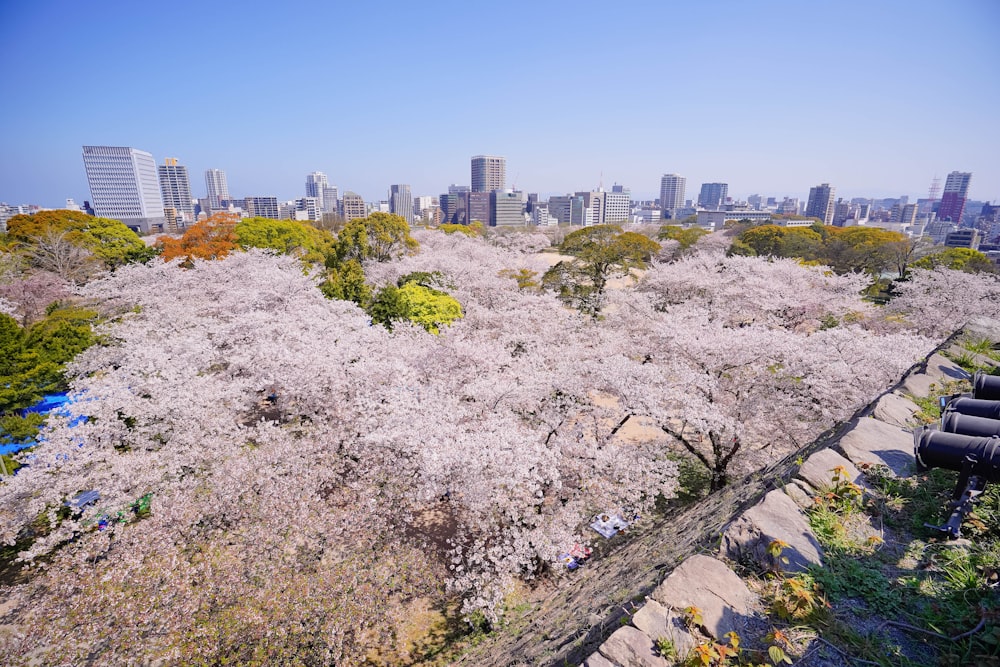 aerial photography of cherry blossom trees