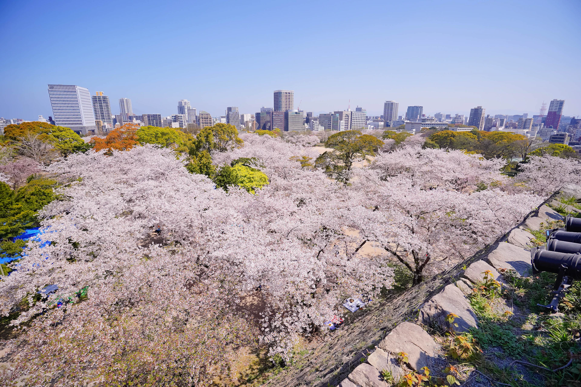 Japan cherry blossoms