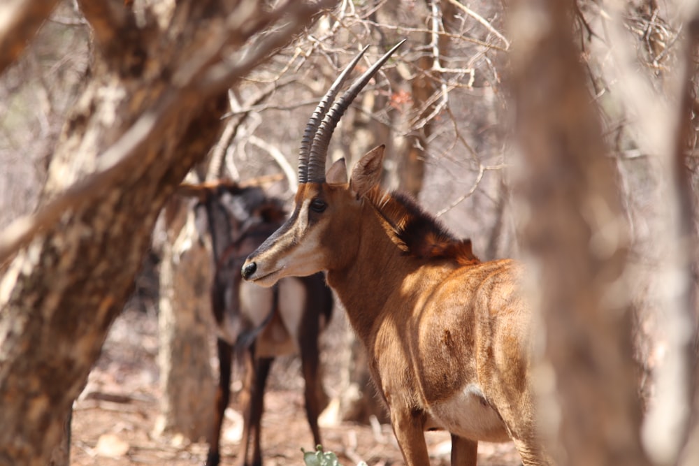 selective focus photography of brown animals beside trees