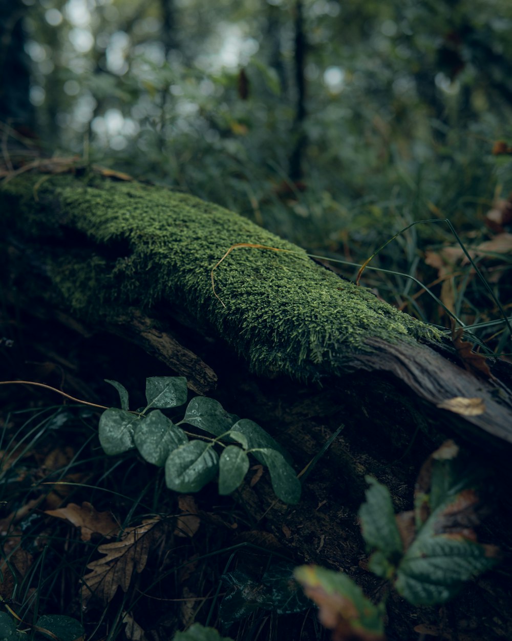 green moss on a tree root