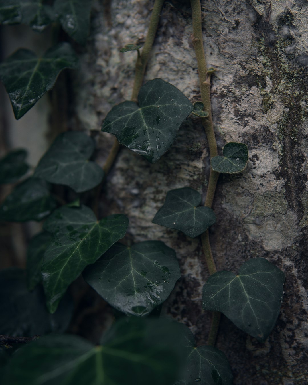 green leafy vine
