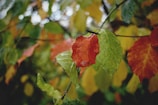 Close-up of colorful autumn leaves on a tree branch