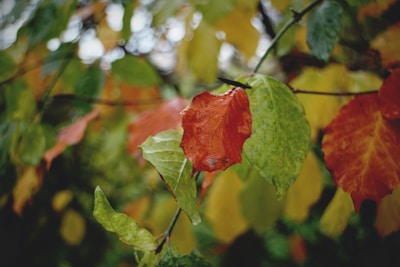 Close-up of colorful autumn leaves on a tree branch