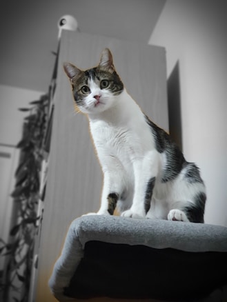 A cat with tabby and white fur sits attentively on a soft, gray platform. The background includes a wooden cabinet with a security camera on top and some leafy plants. The image has a desaturated effect, highlighting the cat as the main subject.