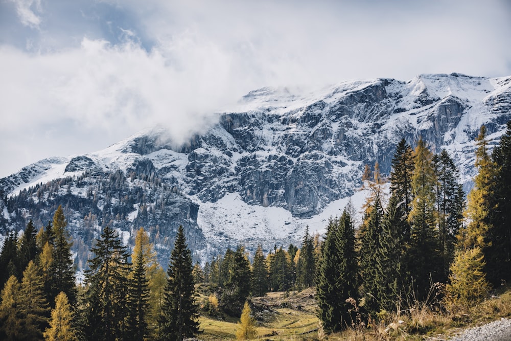 Chaînes de montagnes près des arbres