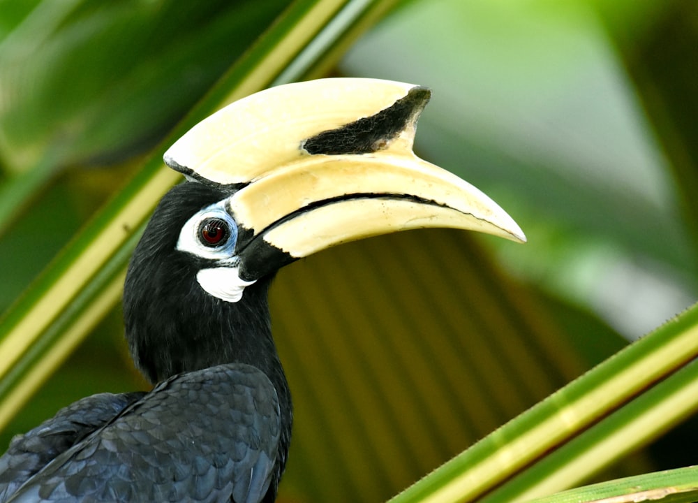 Photographie de toucan noir et jaune