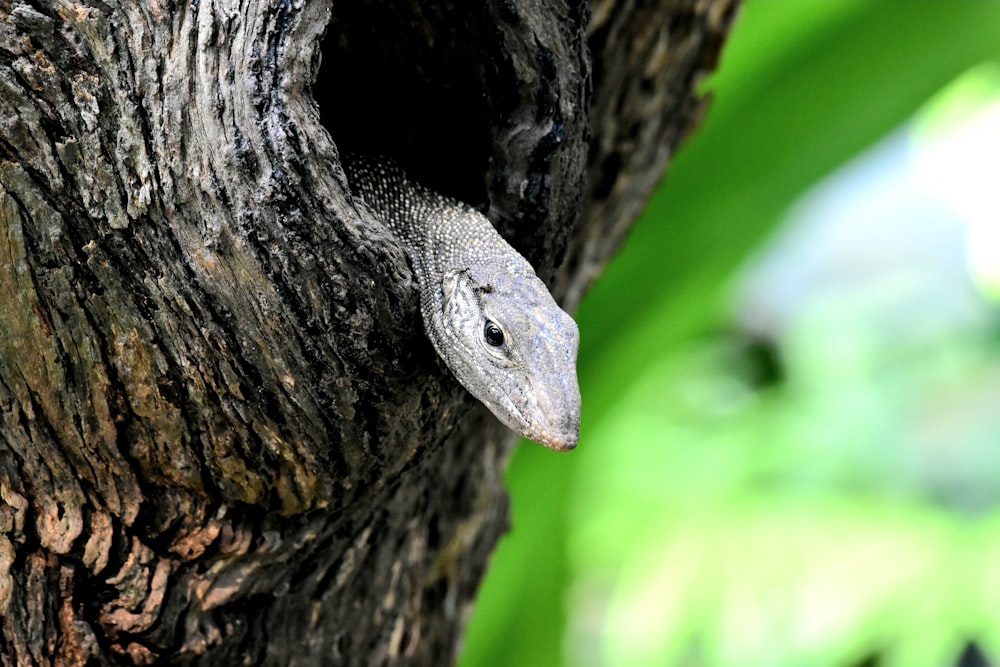 gray lizard on a tree