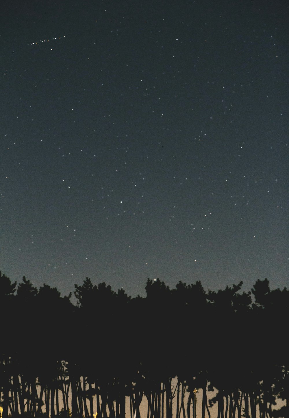 silhouette photography of trees