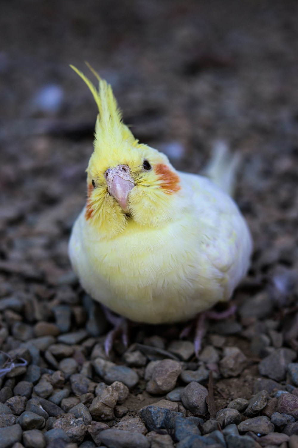 yellow cockatiel