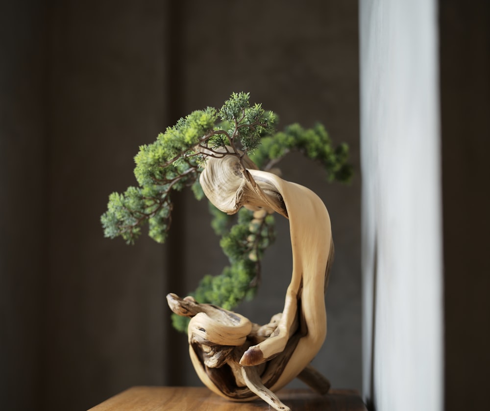 bonsai plant