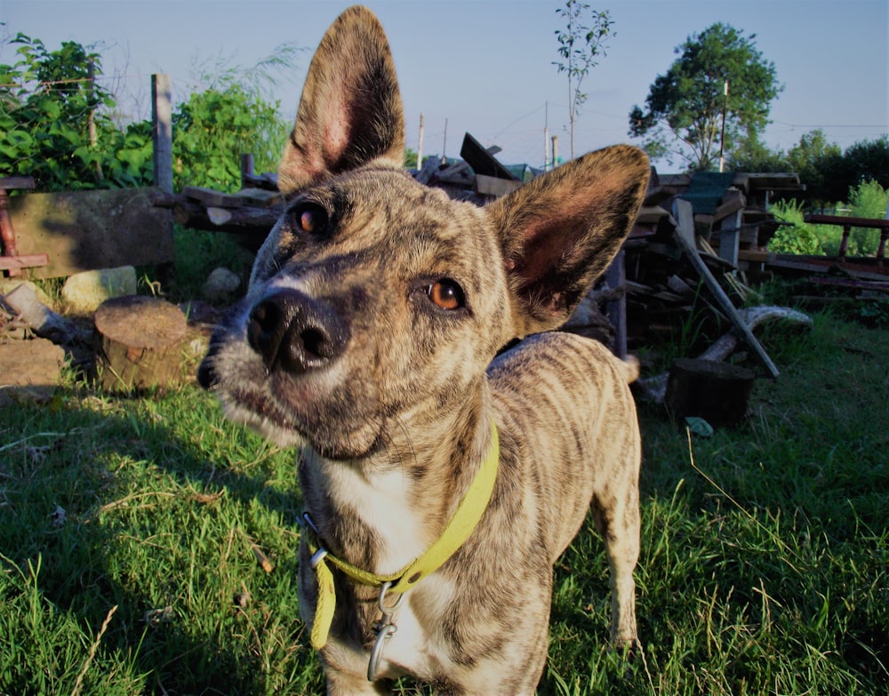 short-coat grey and white dog during daytime