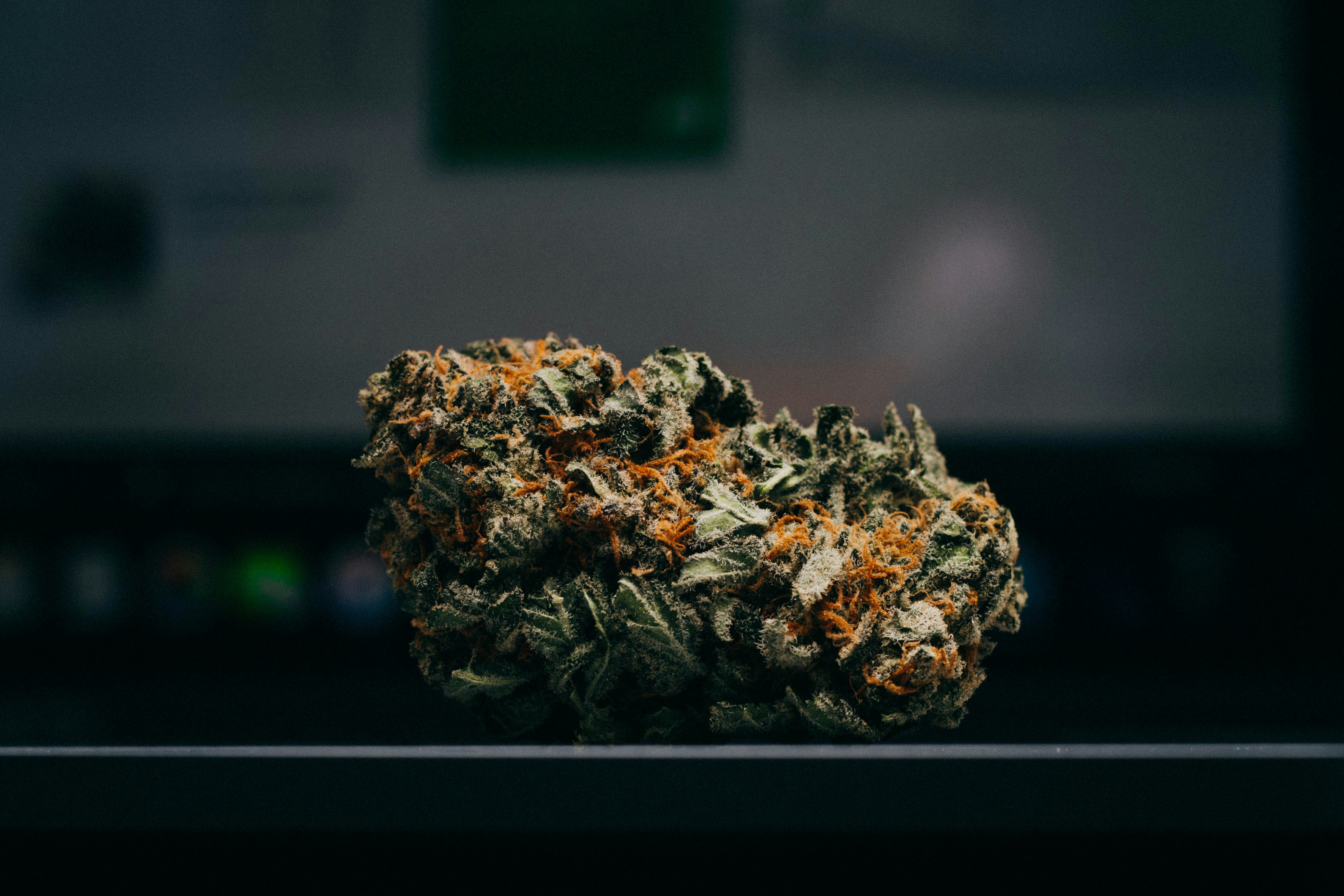 shallow focus photography of green cannabis buds