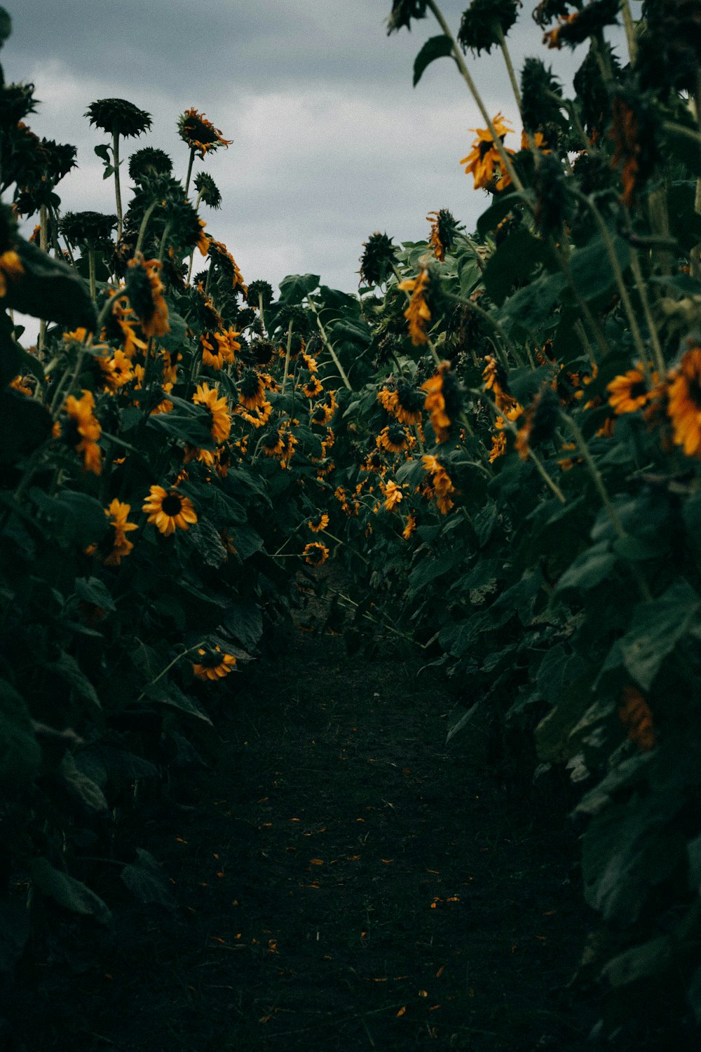 yellow Sunflower flower field