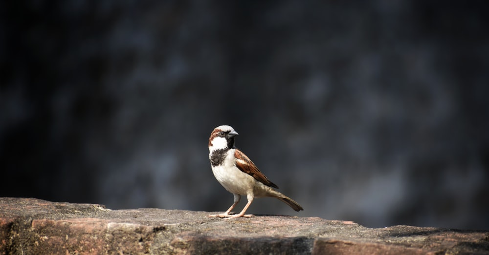 shallow focus photography of brown sparrow