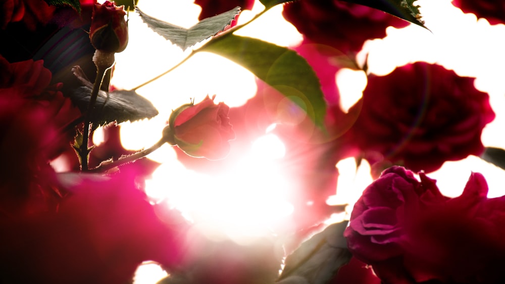 close-up photography of red petaled flower