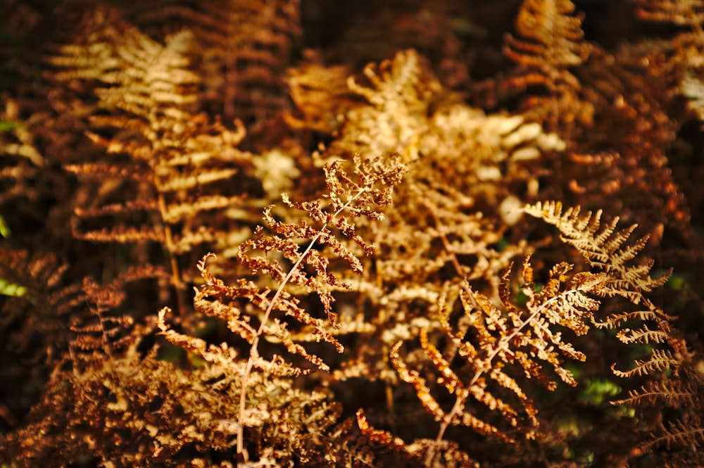 shallow focus photography of brown leaves