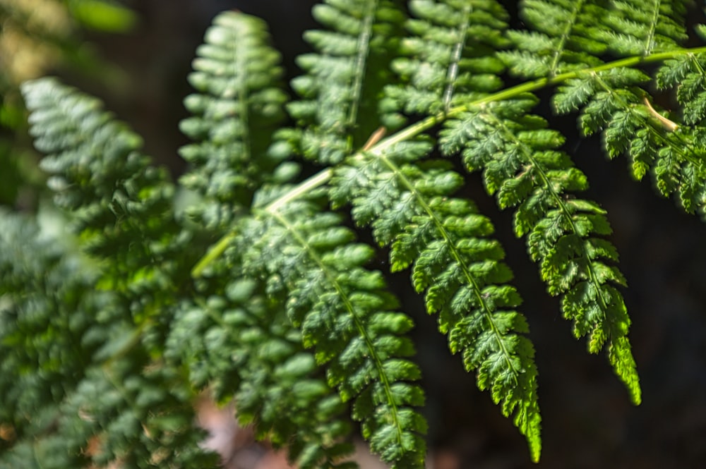 shallow focus photography of green plant