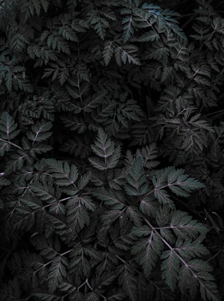 high-angle photography of green leafed plant