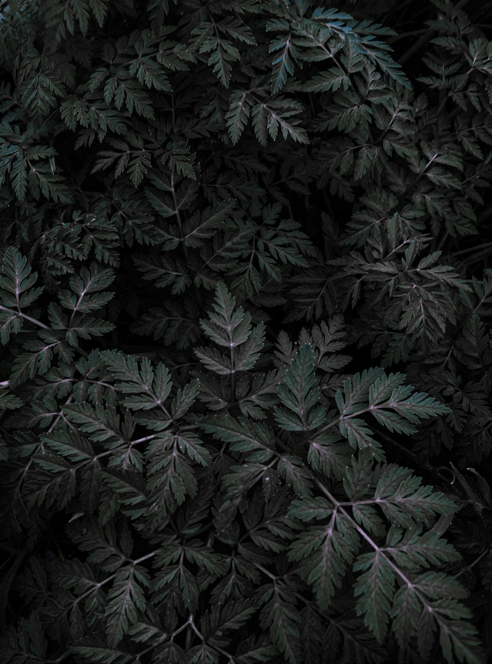 high-angle photography of green leafed plant