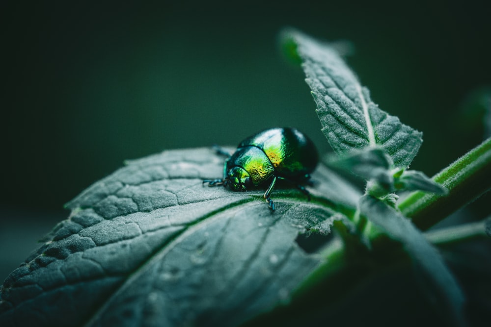 fotografia a fuoco superficiale dello scarabeo verde sulla foglia