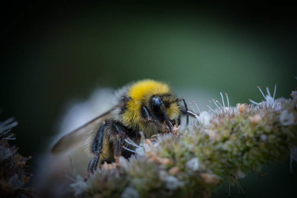 yellow and black wasp