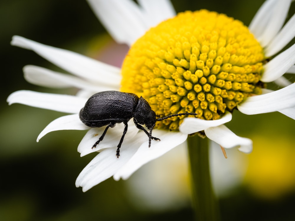 shallow focus photography of black beetle on white and yellow flower