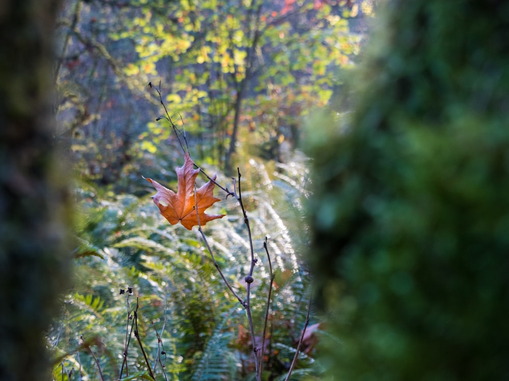 shallow focus photo of brown leaf