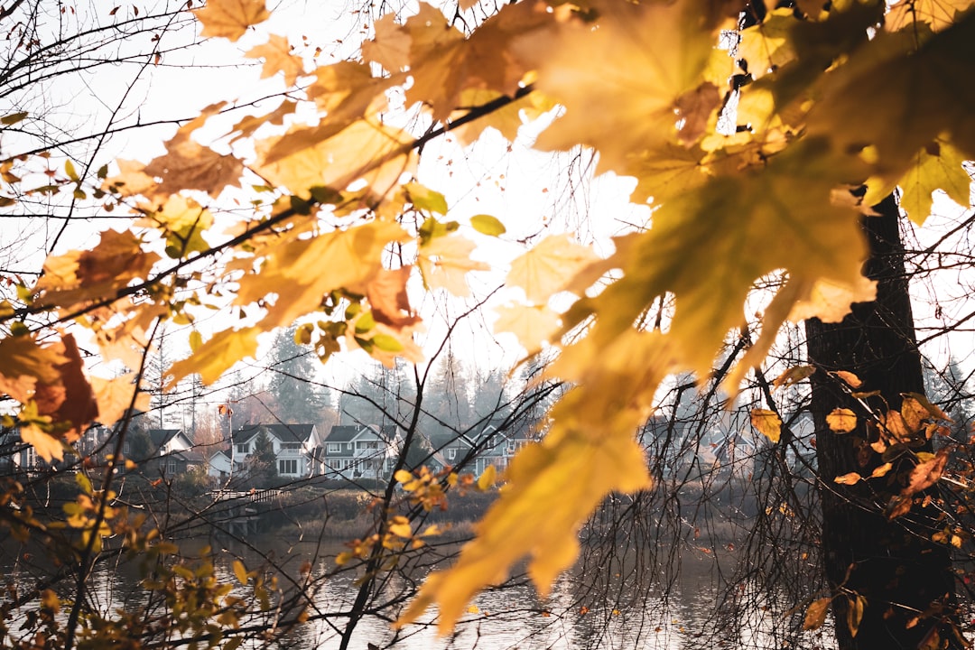 shallow focus photo of orange leaves