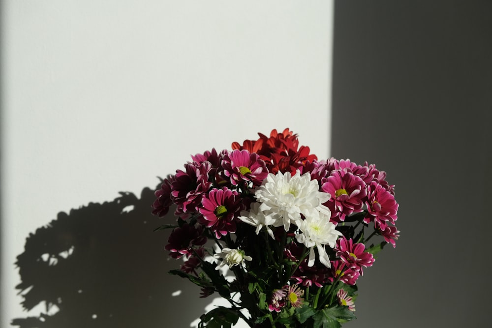 red and white cluster flowers