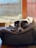 A dog is comfortably resting on a soft, cushioned pet bed with a blanket. The room is warmly lit by natural light coming from a window in the background.