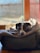 A dog is comfortably resting on a soft, cushioned pet bed with a blanket. The room is warmly lit by natural light coming from a window in the background.