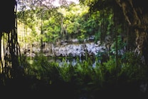 A tranquil scene featuring a lush, green jungle with dense foliage surrounding a clear water body. Sunlight streams through the canopy, casting dappled shadows on the ferns and other vegetation. The image captures a feeling of being in a secluded natural oasis, bordered by rocky cliffs covered in vines and plants.