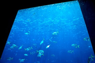 A large aquarium tank with numerous fish swimming in a deep blue water environment. The scene captures the serene movement of the fish amidst the ambient light filtering through the water, highlighting the vibrant colors and reflections within the tank.